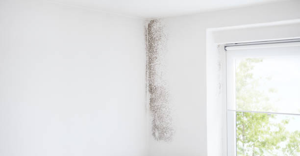 Best Mold Odor Removal Services  in Arlington, GA